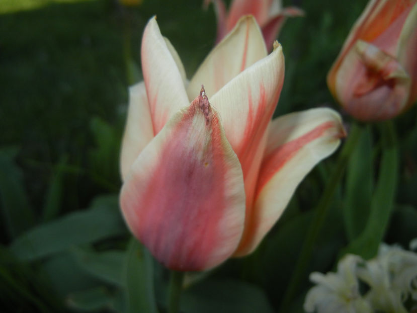 Tulipa Quebec (2017, April 10) - Tulipa Quebec