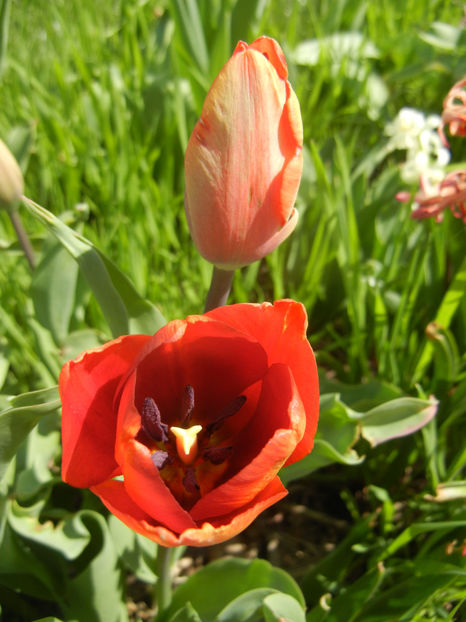 Tulipa Cairo (2017, April 09) - Tulipa Cairo