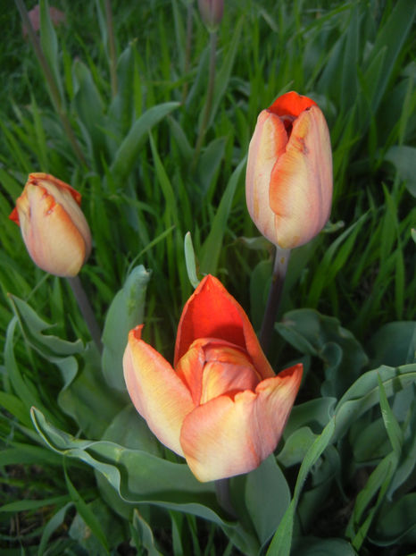 Tulipa Cairo (2017, April 10) - Tulipa Cairo