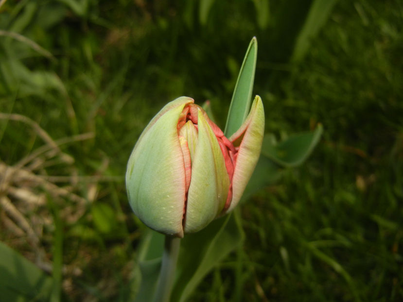 Tulipa Red (2017, April 05) - Tulipa Red
