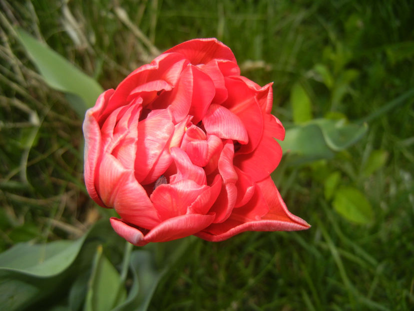 Tulipa Red (2017, April 09) - Tulipa Red