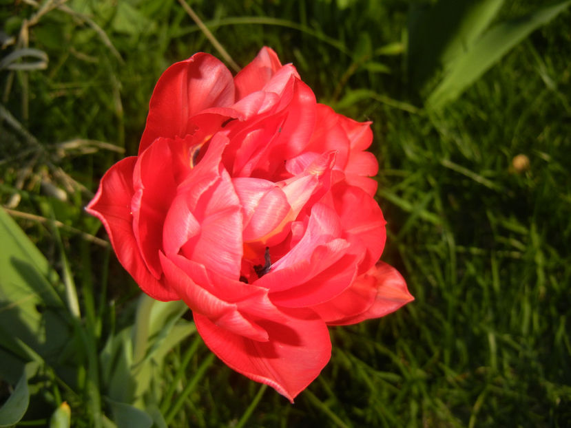 Tulipa Red (2017, April 10) - Tulipa Red