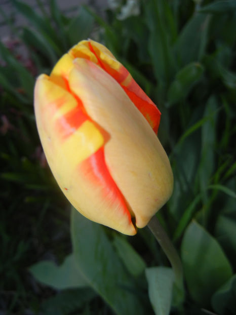 Tulipa Banja Luka (2017, April 10) - Tulipa Banja Luka