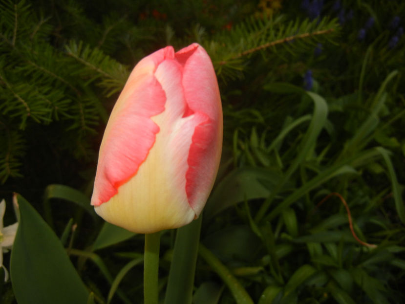 Tulipa Judith Leyster (2016, April 10) - Tulipa Judith Leyster