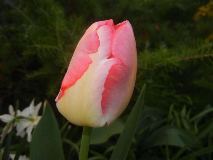 Tulipa Judith Leyster (2016, April 10) - Tulipa Judith Leyster