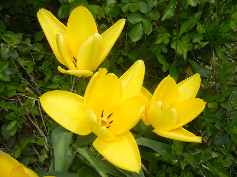 Tulipa Candela (2017, April 09) - Tulipa Candela