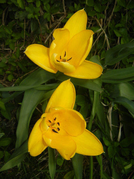 Tulipa Candela (2017, April 09) - Tulipa Candela