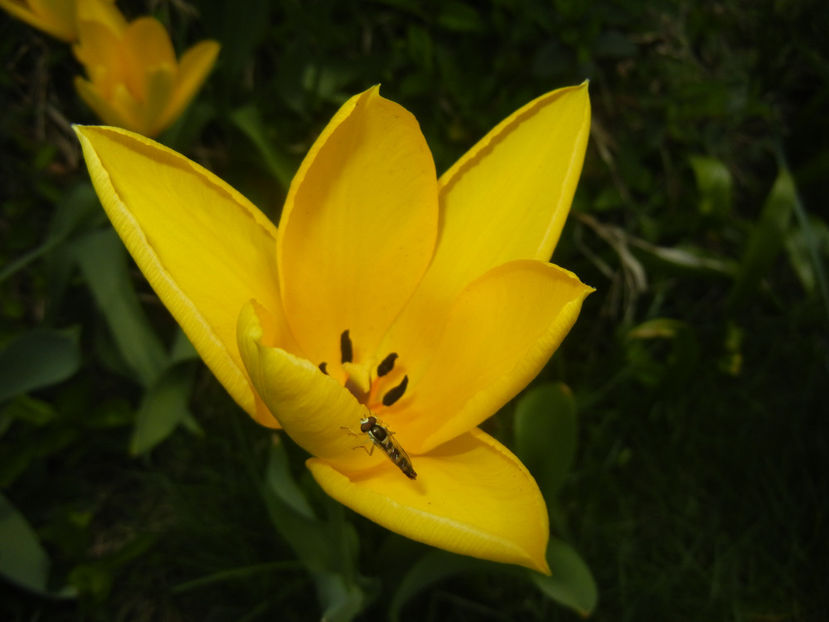 Tulipa Candela (2017, April 09) - Tulipa Candela