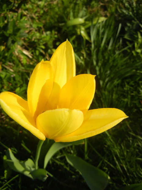 Tulipa Candela (2017, April 10) - Tulipa Candela