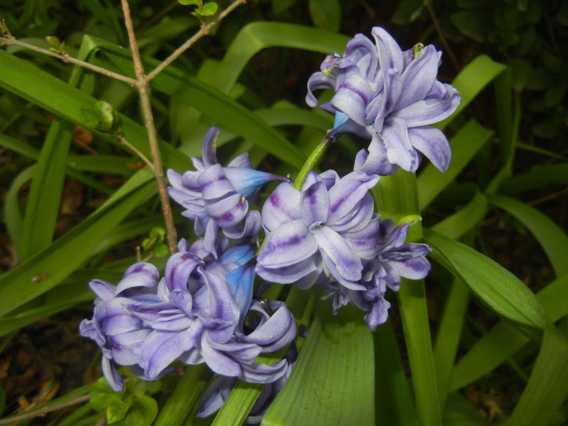 Hyacinth Isabelle (2017, April 05) - Hyacinth Isabelle