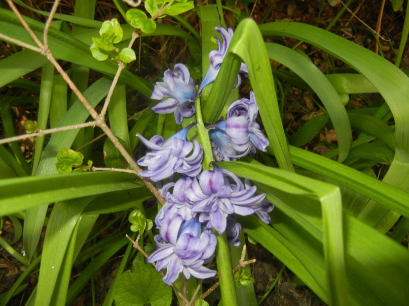 Hyacinth Isabelle (2017, April 06) - Hyacinth Isabelle