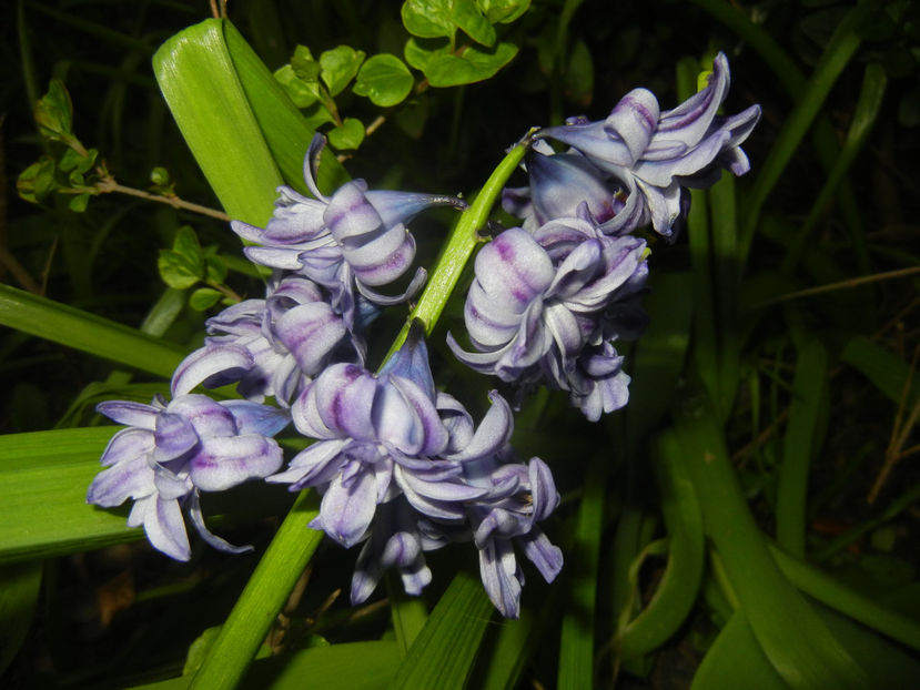 Hyacinth Isabelle (2017, April 10) - Hyacinth Isabelle