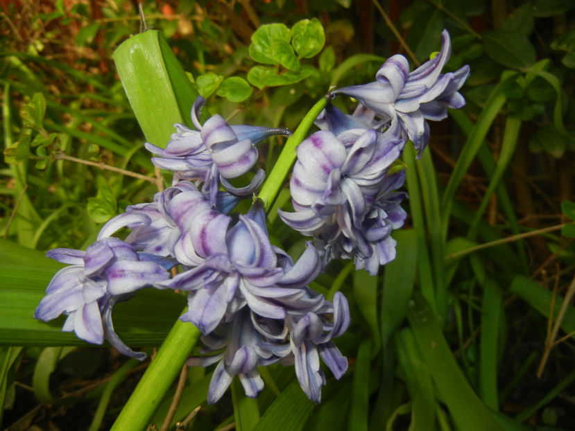 Hyacinth Isabelle (2017, April 10) - Hyacinth Isabelle
