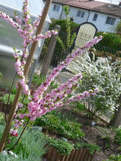 P2060913 - 2017 - 01 - Primavara