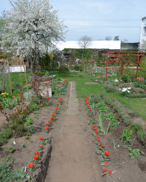 P2060927 - 2017 - 01 - Primavara