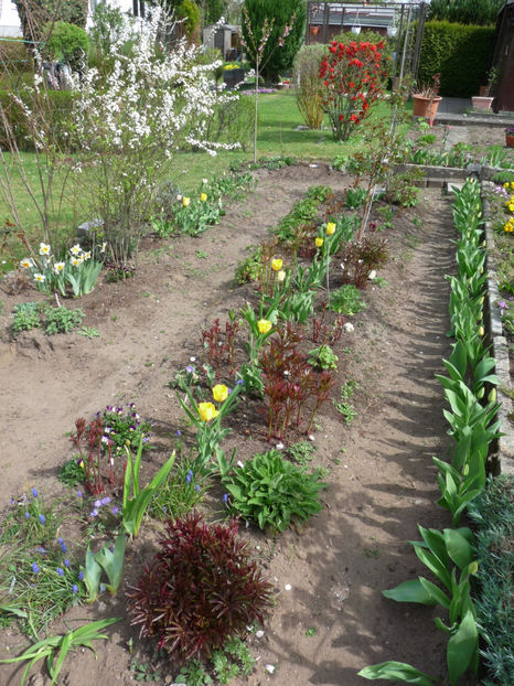 P2060936 - 2017 - 01 - Primavara