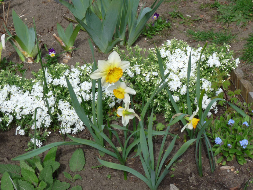 P2060956 - 2017 - 01 - Primavara