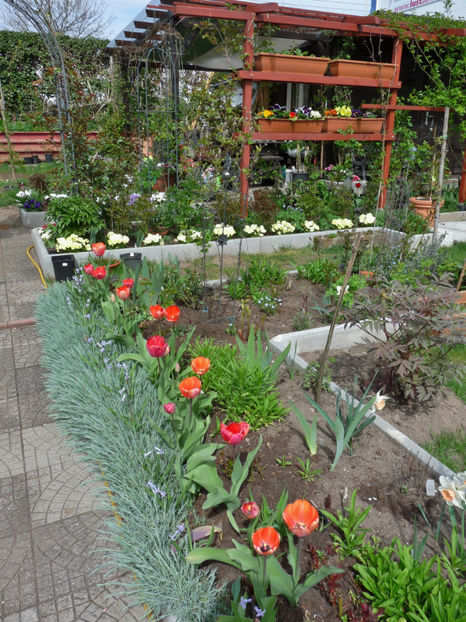 P2060990 - 2017 - 01 - Primavara