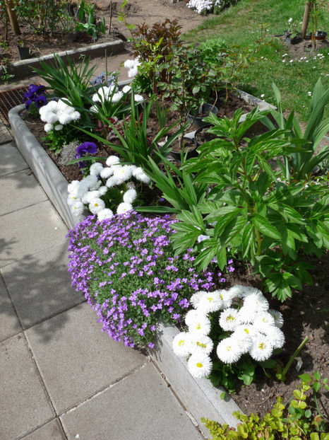 P2070010 - 2017 - 01 - Primavara