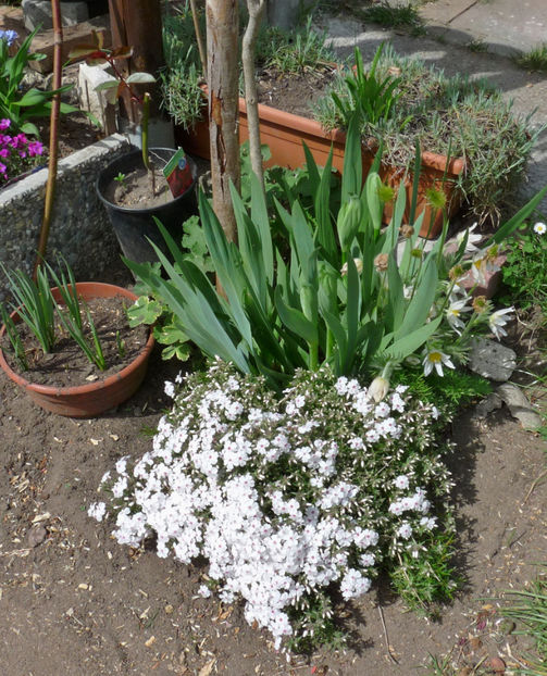 P2070013 - 2017 - 01 - Primavara