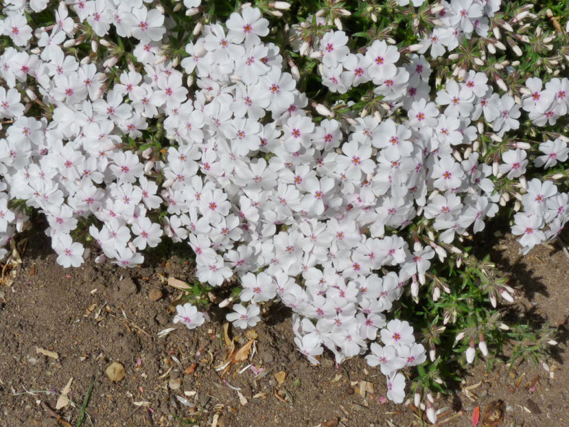  - 2017 - 01 - Primavara