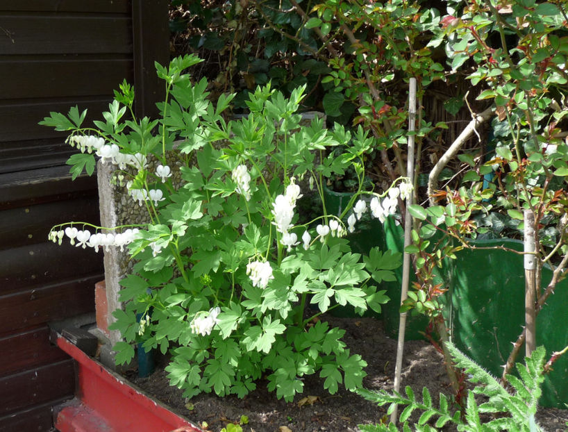 P2070031 - 2017 - 01 - Primavara