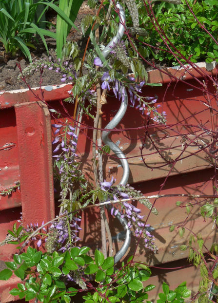 P2070020 - 2017 - 01 - Primavara