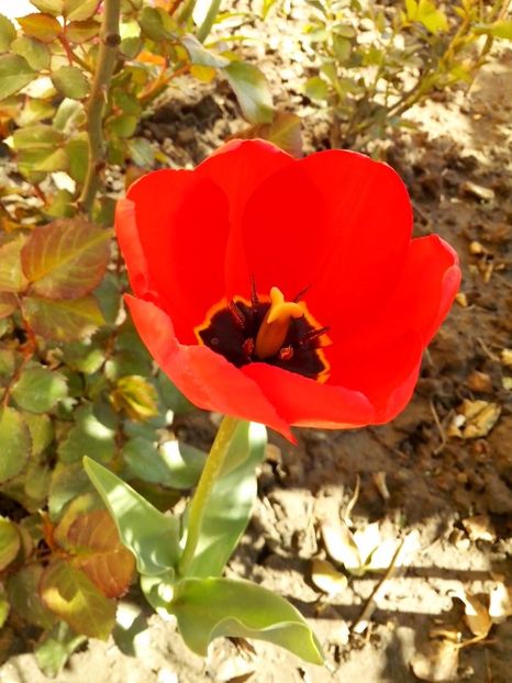 17814581_1190510191095473_5201606677699481122_o - FLORI 2018