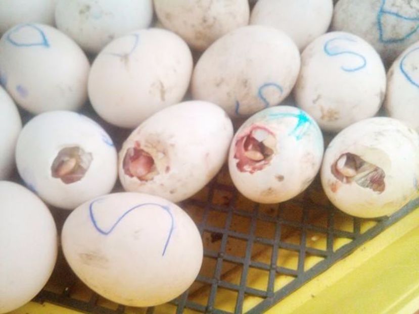  - Primele cioculete pe afara