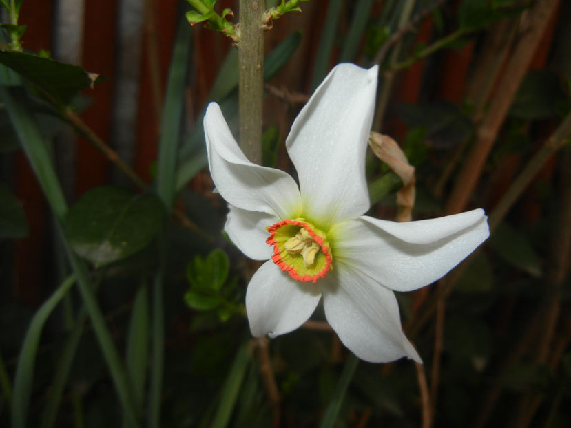 Narcissus Pheasants Eye (2017, April 06) - Narcissus Pheasants Eye