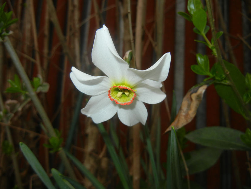 Narcissus Pheasants Eye (2017, April 07) - Narcissus Pheasants Eye