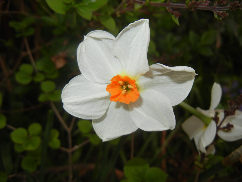 Narcissus Geranium (2017, April 07) - Narcissus Geranium
