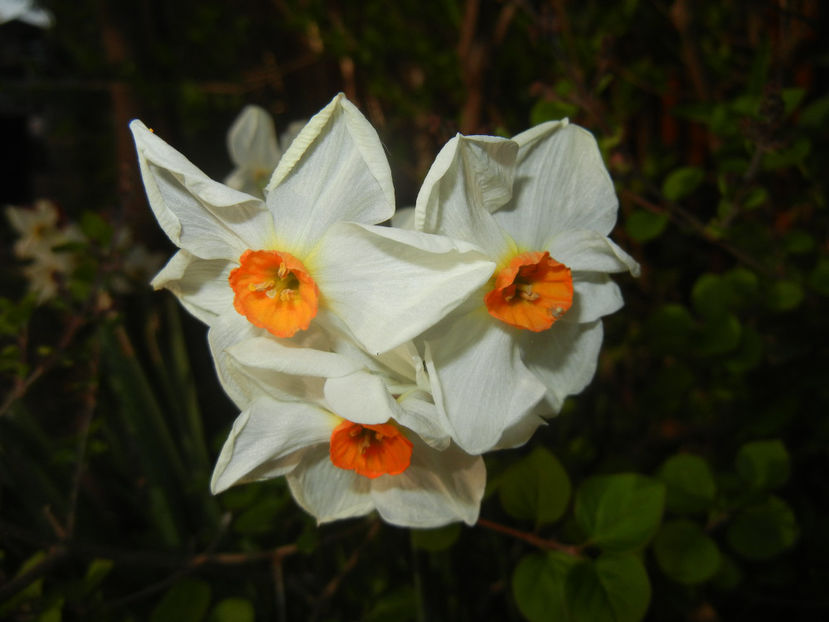 Narcissus Geranium (2017, April 10) - Narcissus Geranium