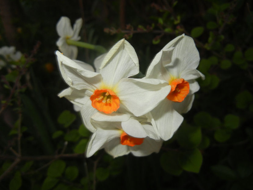 Narcissus Geranium (2017, April 10) - Narcissus Geranium