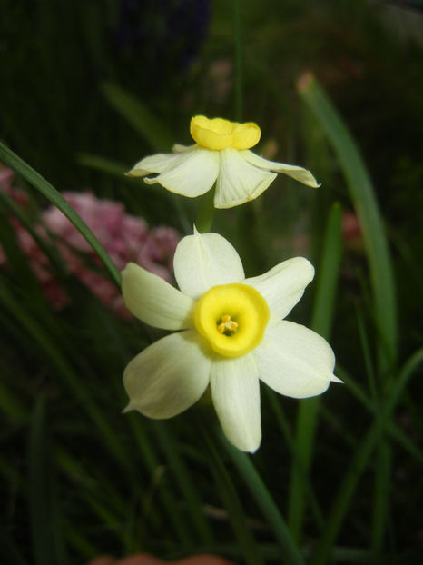 Narcissus Minnow (2017, April 08) - Narcissus Minnow