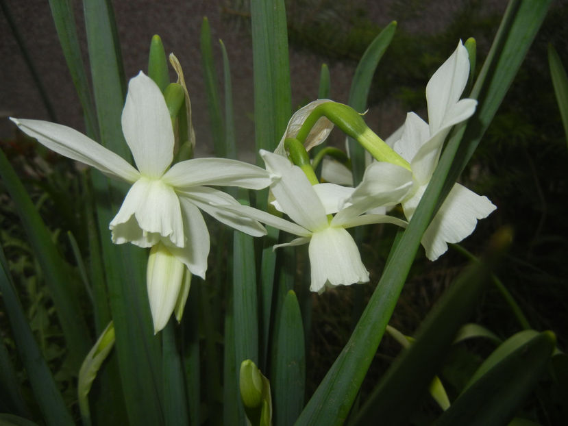 Narcissus Thalia (2017, April 05) - Narcissus Thalia