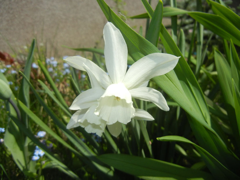 Narcissus Thalia (2017, April 09) - Narcissus Thalia