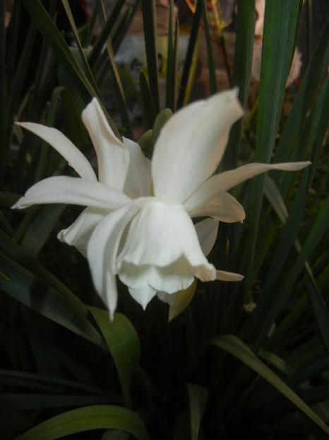 Narcissus Thalia (2017, April 10) - Narcissus Thalia