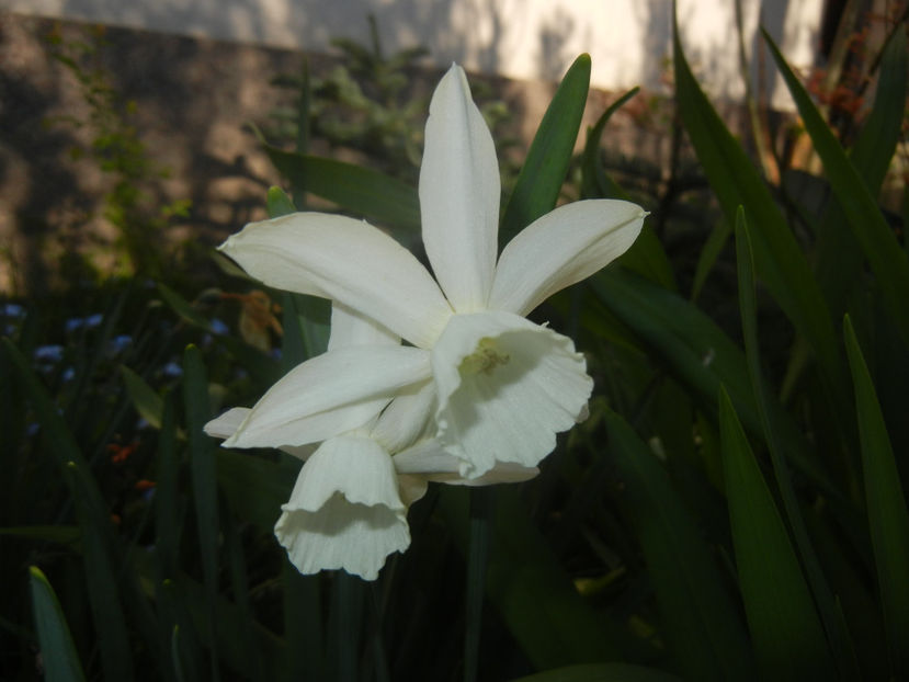 Narcissus Thalia (2017, April 10) - Narcissus Thalia