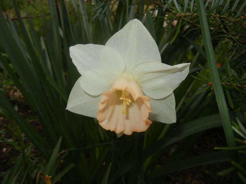 Narcissus Salome (2017, April 08) - Narcissus Salome
