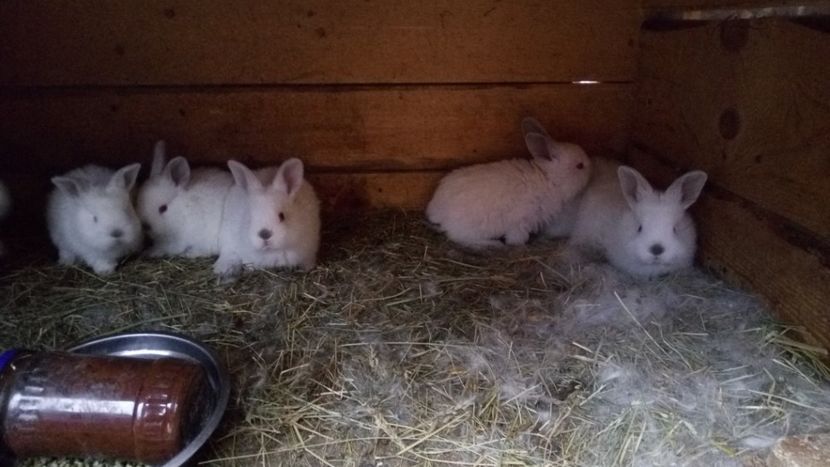 IMG-20170412-WA0015 - CALIFORNIAN 2017