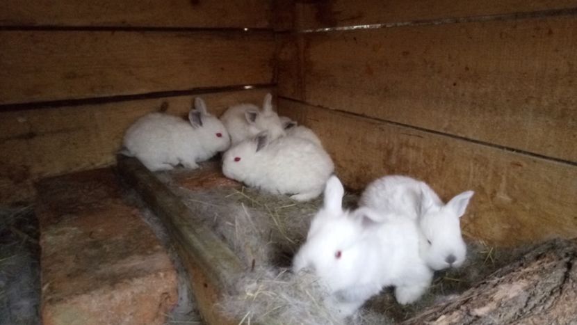 IMG-20170412-WA0011 - CALIFORNIAN 2017