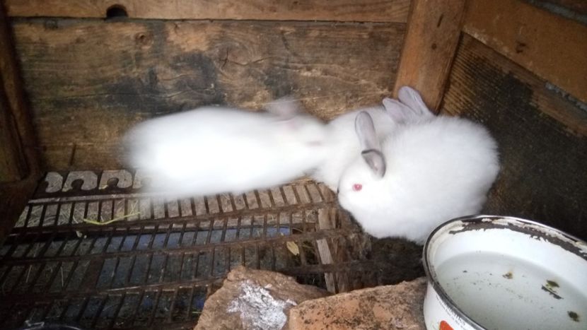 IMG-20170412-WA0003 - CALIFORNIAN 2017