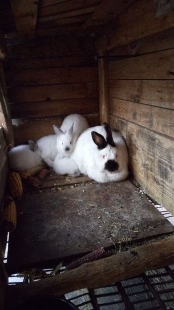 IMG-20170412-WA0001 - CALIFORNIAN 2017