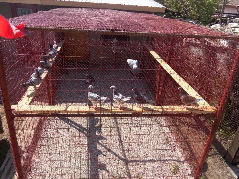  - Noua voliera Cu incalzire centrala