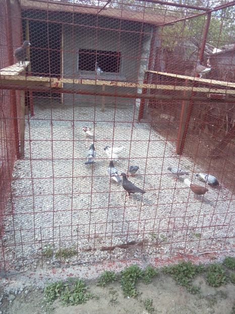  - Noua voliera Cu incalzire centrala