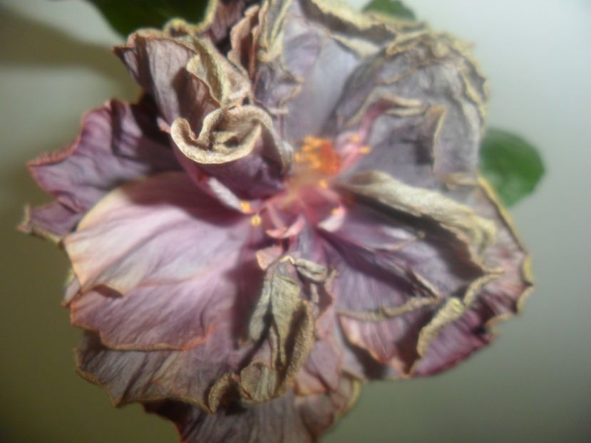 Stormy days floare a 3 zi - hibiscusi 2017-1