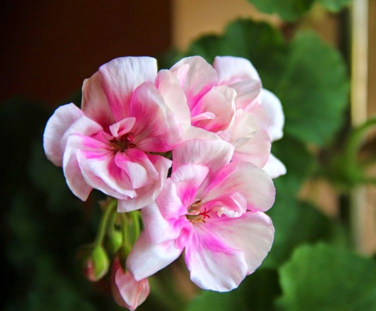 Flower Fairy white splash - Muscate