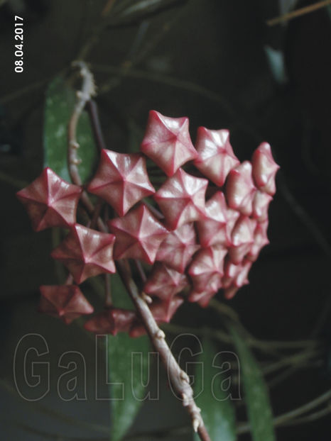Hoya Pubicalyx Pink Silver - Pubicalyx Pink Silver