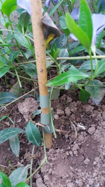 1492096538472-144431265 - Clematite